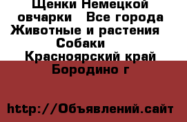 Щенки Немецкой овчарки - Все города Животные и растения » Собаки   . Красноярский край,Бородино г.